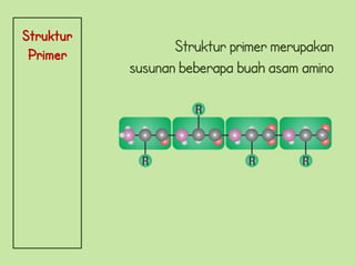 Struktur
 Primer
                  Struktur primer merupakan
           susunan beberapa buah asam amino
 