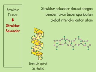 Struktur           Struktur sekunder dimulai dengan
 Primer               pembentukan beberapa lipatan
                         akibat interaksi antar atom
Struktur
Sekunder




           Bentuk spiral
            (α-helix)
 