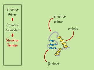 Struktur
 Primer       struktur
              primer
Struktur
Sekunder                 α-helix

Struktur
 Tersier



           β-sheet
 