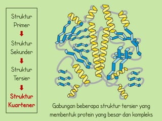 Struktur
 Primer

Struktur
Sekunder

Struktur
 Tersier

 Struktur
Kuartener    Gabungan beberapa struktur tersier yang
            membentuk protein yang besar dan kompleks
 