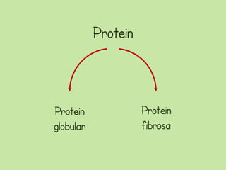 Protein



Protein              Protein
globular             fibrosa
 