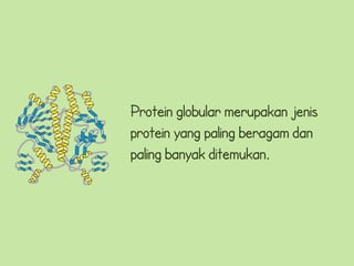 Protein globular merupakan jenis
protein yang paling beragam dan
paling banyak ditemukan.
 