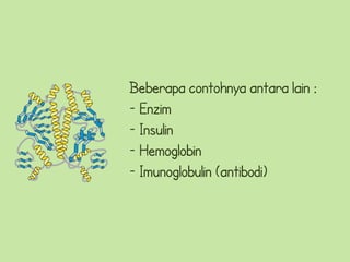 Beberapa contohnya antara lain :
- Enzim
- Insulin
- Hemoglobin
- Imunoglobulin (antibodi)
 