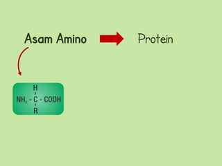 Asam Amino   Protein
 