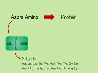 Asam Amino                          Protein




    20 jenis :
    Ala, Val, Leu, Ile, Pro, Met, Phe, Trp, Gly, Ser
                                                   ,
    Asn, Gln, Thr Tyr Cys, Asp, Glu, His, Arg, Lys
                 , ,
 