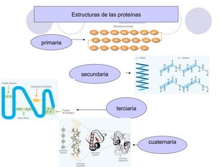 Estructuras de las proteínas primaria secundaria terciaria cuaternaria 