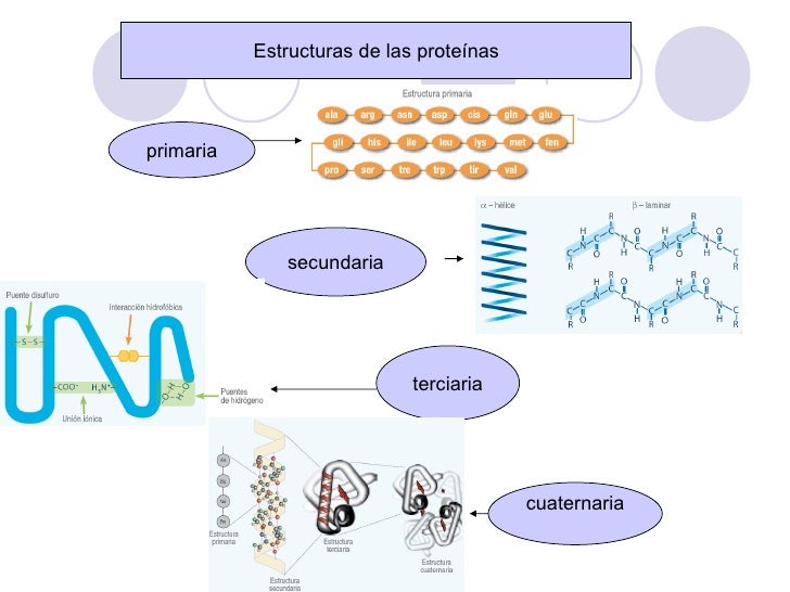 ProteíNas