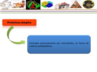 Formadas exclusivamente por aminoácidos, en forma de cadenas polipeptídicas. 