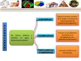 G L O B U L A R E S De forma esférica y solubles en agua o disoluciones polares. ALBUMINAS GLOBULINAS PROTAMINAS O HISTONAS Regula la presión osmótica de la sangre y constituye la reserva principal de proteínas del organismo. Incluyen    y   - globulinas (asociadas en la hemoglobina), las  ( -globulinas (anticuerpos) Asociadas al ADN en los cromosomas. 
