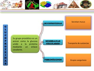 GLUCOPROTEINAS Su grupo prostético es un azúcar como la glucosa unido a la proteína mediante un enlace covalente. MUCOPROTEINAS  MEMBRANAS CELULARES FIBRINÓGENOS  Secretan mucus Transporte de sustancias Grupos sanguíneos 