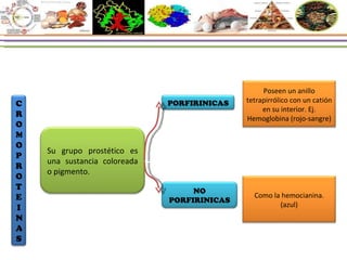 Como la hemocianina.(azul) Poseen un anillo tetrapirrólico con un catión en su interior.  Ej. Hemoglobina (rojo-sangre) PORFIRINICAS NO PORFIRINICAS Su grupo prostético es una sustancia coloreada o pigmento. CROMOPROTEINAS 