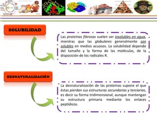 Las  proteínas fibrosas  suelen ser  insolubles en agua , mientras que las  globulares  generalmente  son solubles  en medios acuosos. La solubilidad depende del tamaño y la forma de las moléculas, de la disposición de los radicales R.  La desnaturalización de las proteínas supone el que éstas  pierdan sus estructuras secundarias y terciarias , es decir su forma tridimensional, aunque mantengan su estructura primaria mediante los enlaces peptídicos.  
