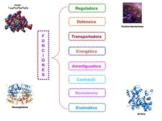 F U N C I O N E S Reguladora  Energética  Amortiguadora  Resistencia  Enzimática  Defensiva  Transportadora  Contráctil  Toxina bacteriana Hemoglobina  Actina  