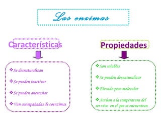 Las enzimas  Características  Propiedades   Se desnaturalizan Se pueden inactivar Se pueden anestesiar Van acompañadas de coenzimas Son solubles  Se pueden desnaturalizar  Elevado peso molecular  Actúan a la temperatura del  ser vivo  en el que se encuentran  