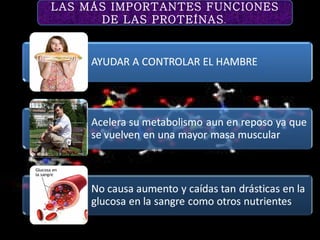 LAS MÁS IMPORTANTES FUNCIONES DE LAS PROTEÍNAS .  