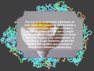 Por eso es el componente importante de cada célula del organismo, fortaleciendo y reparando tejidos, produce enzimas y hormonas y hace posible que la sangre pueda transportar oxigeno a todo el cuerpo. Junto con la grasa y los carbohidratos, la proteína es lo que llamamos un MACRO NUTRIENTE significa que el cuerpo lo necesita en cantidades sustanciales. 