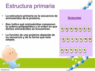 Estructura primaria La estructura primaria es la secuencia de aminoácidos de la proteína.  Nos indica qué aminoácidos componen la cadena polipeptídica y el orden en que dichos aminoácidos se encuentran.  La función de una proteína depende de su secuencia y de la forma que ésta adopte. 