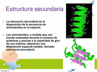 Estructura secundaria La estructura secundaria es la disposición de la secuencia de aminoácidos en el espacio.  Los aminoácidos, a medida que van siendo enlazados durante la síntesis de proteínas y gracias a la capacidad de giro de sus enlaces, adquieren una disposición espacial estable, llamada estructura secundaria. 