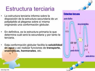 Estructura terciaria La estructura terciaria informa sobre la disposición de la estructura secundaria de un polipéptido al plegarse sobre sí misma originando una conformación globular.  En definitiva, es la estructura primaria la que determina cuál será la secundaria y por tanto la terciaria. Esta conformación globular facilita la  solubilidad en agua  y así realizar funciones de  transporte, enzimáticas, hormonales , etc. 