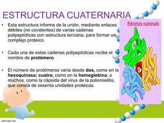 ESTRUCTURA CUATERNARIA Esta estructura informa de la unión, mediante enlaces débiles (no covalentes) de varias cadenas polipeptídicas con estructura terciaria, para formar un complejo proteico.  Cada una de estas cadenas polipeptídicas recibe el nombre de  protómero . El número de protómeros varía desde  dos,  como en la  hexoquinasa;   cuatro,  como en la  hemoglobina , o muchos, como la cápsida del virus de la poliomielitis, que consta de sesenta unidades proteicas. 
