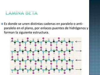Lamina BetaEs donde se unen distintas cadenas en paralelo o anti-paralelo en el plano, por enlaces puentes de hidrógenos y forman la siguiente estructura.