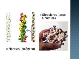 Estructura CuaternariaSon aquellas que nacen tras la unión de varias cadenas polipeptídicas, se caracterizan por ser altamente especificas en sus funciones.