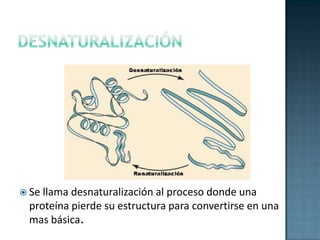 Enlace PeptídicoEs aquel enlace en el cual se unen los aminoácidos  para así poder dar origen a una proteína.