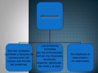 Estructura general de un aminoácido