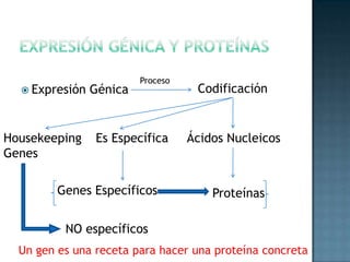 En Síntesis…Cada gen sintetiza una proteína en específicoErrorDesorden GenéticoGenes Inexistentes/Mal codificadosMal metabolismo proteicoENFERMEDADES 