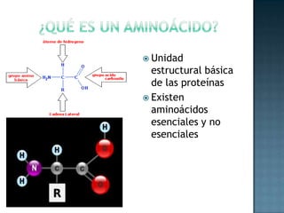 ¿Qué es un aminoácido?Unidad estructural básica de las proteínasExisten aminoácidos esenciales y no esenciales