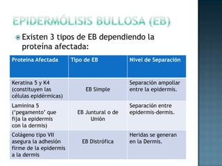 Afecta a las células epidérmicas de todo el cuerpoEpidermólisis Bullosa (EB)Existen 3 tipos de EB dependiendo la proteína afectada: