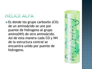 Lamina betaHélice AlfaEs donde los grupo carboxilo (CO) de un aminoácido se une por puente de hidrogeno al grupo amino(NH) de otro aminoácido. Así de esta manera cada CO y NH de la estructura central se encuentra unido por puente de hidrogeno.