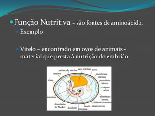 Função Nutritiva – são fontes de aminoácido.ExemploVitelo – encontrado em ovos de animais - material que presta à nutrição do embrião.
