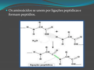 Os aminoácidos se unem por ligações peptídicas e formam peptídios.
