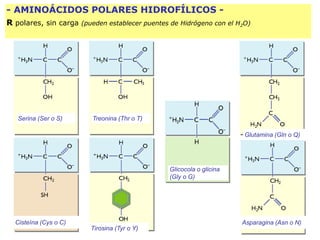 Serina (Ser o S)
Glicocola o glicina
(Gly o G)
Glutamina (Gln o Q)
Treonina (Thr o T)
Asparagina (Asn o N)
Tirosina (Tyr o Y)
Cisteína (Cys o C)
- AMINOÁCIDOS POLARES HIDROFÍLICOS -
R polares, sin carga (pueden establecer puentes de Hidrógeno con el H2O)
 