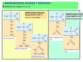AMINOÁCIDOS ÁCIDO
carga negativa a pH 7
(tienen un grupo ácido)
AMINOÁCIDOS BÁSICOS
(carga positiva a pH 7)
(tienen un grupo amino)
Lisina (Lys o K)
Arginina (Arg o R)
Histidina (His o H)
Ácido aspártico (Asp
o D)
Ácido glutámico (Glu
o E)
- AMINOÁCIDOS ÁCIDOS Y BÁSICOS -
R polares con carga (+) o (-)
 