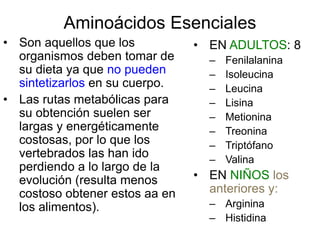 Aminoácidos Esenciales
• Son aquellos que los
organismos deben tomar de
su dieta ya que no pueden
sintetizarlos en su cuerpo.
• Las rutas metabólicas para
su obtención suelen ser
largas y energéticamente
costosas, por lo que los
vertebrados las han ido
perdiendo a lo largo de la
evolución (resulta menos
costoso obtener estos aa en
los alimentos).
• EN ADULTOS: 8
– Fenilalanina
– Isoleucina
– Leucina
– Lisina
– Metionina
– Treonina
– Triptófano
– Valina
• EN NIÑOS los
anteriores y:
– Arginina
– Histidina
 