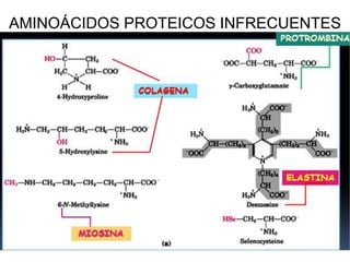 AMINOÁCIDOS PROTEICOS INFRECUENTES
 