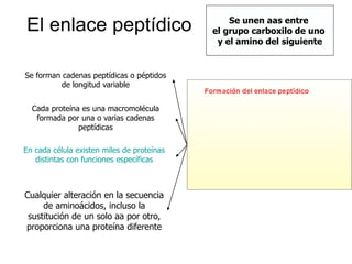 El enlace peptídico Se unen aas entre
el grupo carboxilo de uno
y el amino del siguiente
Se forman cadenas peptídicas o péptidos
de longitud variable
Cada proteína es una macromolécula
formada por una o varias cadenas
peptídicas
En cada célula existen miles de proteínas
distintas con funciones específicas
Cualquier alteración en la secuencia
de aminoácidos, incluso la
sustitución de un solo aa por otro,
proporciona una proteína diferente
 