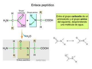 DIPÉPTIDO
Enlace peptídico
H2O
Enlace peptídico
Grupo amino R
H
COOHN C
H
H
H
R
CH2N C
O R
H
COOHN C
H
Grupo
carboxilo
C
H
R
H2N C
OH
O
+
Entre el grupo carboxilo de un
aminoácido y el grupo amino
del siguiente, desprendiendo
una molécula de agua.
 