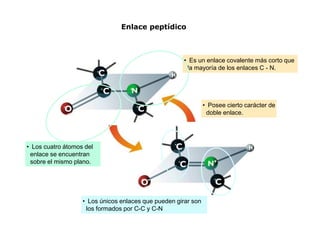 • Es un enlace covalente más corto que
la mayoría de los enlaces C - N.
• Posee cierto carácter de
doble enlace.
• Los cuatro átomos del
enlace se encuentran
sobre el mismo plano.
• Los únicos enlaces que pueden girar son
los formados por C-C y C-N
Enlace peptídico
 