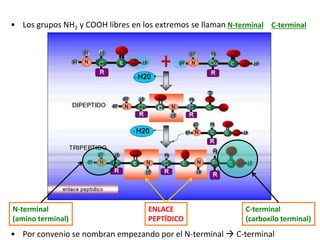 • Los grupos NH2 y COOH libres en los extremos se llaman N-terminal y C-terminal
N-terminal
(amino terminal)
C-terminal
(carboxilo terminal)
ENLACE
PEPTÍDICO
• Por convenio se nombran empezando por el N-terminal  C-terminal
 