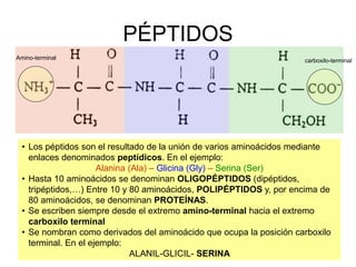 PÉPTIDOS
• Los péptidos son el resultado de la unión de varios aminoácidos mediante
enlaces denominados peptídicos. En el ejemplo:
Alanina (Ala) – Glicina (Gly) – Serina (Ser)
• Hasta 10 aminoácidos se denominan OLIGOPÉPTIDOS (dipéptidos,
tripéptidos,…) Entre 10 y 80 aminoácidos, POLIPÉPTIDOS y, por encima de
80 aminoácidos, se denominan PROTEÍNAS.
• Se escriben siempre desde el extremo amino-terminal hacia el extremo
carboxilo terminal
• Se nombran como derivados del aminoácido que ocupa la posición carboxilo
terminal. En el ejemplo:
ALANIL-GLICIL- SERINA
Amino-terminal carboxilo-terminal
 