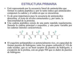 • Está representada por la secuencia lineal de aminoácidos que
forman la cadena peptídica y por lo tanto indica qué aminoácidos
componen la cadena y el orden en que se encuentran.
• Es de gran importancia pues la secuencia de aminoácidos
determina el resto de niveles estructurales y, por tanto, la
funcionalidad de la proteína.
● Una cadena peptídica consta de una parte repetida regularmente,
llamada la cadena principal o esqueleto, y una parte variable por
las cadenas laterales características.
● El esqueleto polipeptídico es potencialmente rico, en capacidad de
formar puentes de hidrógeno, entre los grupos carbonilo (C=O) de
cada residuo, que es un buen aceptor de puentes de hidrógeno, a
excepción de la prolina, con un grupo NH que es dador de puentes
de hidrógeno.
ESTRUCTURA PRIMARIA
 
