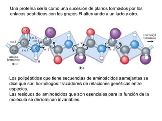 Los polipéptidos que tiene secuencias de aminoácidos semejantes se
dice que son homólogos: trazadores de relaciones genéticas entre
especies.
Las residuos de aminoácidos que son esenciales para la función de la
molécula se denominan invariables.
Una proteína sería como una sucesión de planos formados por los
enlaces peptídicos con los grupos R alternando a un lado y otro.
 