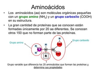 Aminoácidos
• Los aminoácidos (aa) son moléculas orgánicas pequeñas
con un grupo amino (NH2) y un grupo carboxilo (COOH)
en su estructura.
• La gran cantidad de proteínas que se conocen están
formadas únicamente por 20 aa diferentes. Se conocen
otros 150 que no forman parte de las proteínas.
Grupo carboxilo
Grupo amino
Grupo variable que diferencia los 20 aminoácidos que forman las proteínas y
determina sus propiedades
 