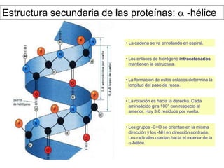 • La cadena se va enrollando en espiral.
• Los enlaces de hidrógeno intracatenarios
mantienen la estructura.
• La formación de estos enlaces determina la
longitud del paso de rosca.
• La rotación es hacia la derecha. Cada
aminoácido gira 100° con respecto al
anterior. Hay 3,6 residuos por vuelta.
• Los grupos -C=O se orientan en la misma
dirección y los -NH en dirección contraria.
Los radicales quedan hacia el exterior de la
-hélice.
Estructura secundaria de las proteínas:  -hélice
 