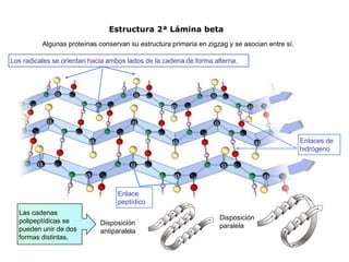 Disposición
antiparalela
Algunas proteínas conservan su estructura primaria en zigzag y se asocian entre sí.
Los radicales se orientan hacia ambos lados de la cadena de forma alterna.
Disposición
paralela
Las cadenas
polipeptídicas se
pueden unir de dos
formas distintas.
Enlace
peptídico
Enlaces de
hidrógeno
Estructura 2ª Lámina beta
 