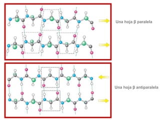 Una hoja β paralela
Una hoja β antiparalela
 