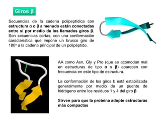 38
Secuencias de la cadena polipeptídica con
estructura α o β a menudo están conectadas
entre sí por medio de los llamados giros β.
Son secuencias cortas, con una conformación
característica que impone un brusco giro de
180o a la cadena principal de un polipéptido.
Giros β
AA como Asn, Gly y Pro (que se acomodan mal
en estructuras de tipo α o β) aparecen con
frecuencia en este tipo de estructura.
La conformación de los giros b está estabilizada
generalmente por medio de un puente de
hidrógeno entre los residuos 1 y 4 del giro β
Sirven para que la proteína adopte estructuras
más compactas
 